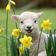 Shuff_leo's profile picture. Designer in @goodnotesapp | Exploring AI creativity