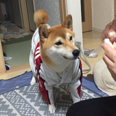 柴犬が大好きです😘