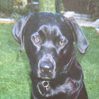 davidwatson1975's profile picture. Leeds United, Cycling, Dogs, Yorkshire. Likes a pint and good food.