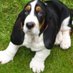 BIG EARS. Basset hounds (@ljonesljones14) Twitter profile photo BIG EARS. Basset hounds (@ljonesljones14) Twitter profile photo