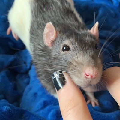 ThatsOneSadEmo's profile picture. a lesbian who favours 2D men (22)