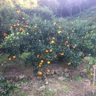 大阪の会社員が和歌山・有田で🍊農園のお手伝いしてます❗️週末農家ですが月1日くらいなので何の役にも立ってません🤣 家庭菜園、テニス、'20/8〜ツイート開始♪無言フォロー・いいね、失礼します🙇‍♂️