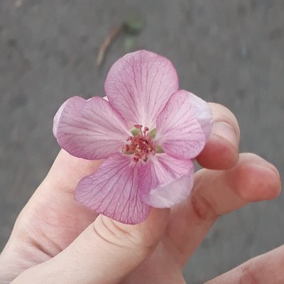 로즈힙さんのプロフィール画像