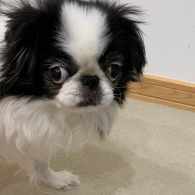 あんころ餅 頭テカテカ ドラえもん 練習中 ピアノ男子 4歳 耳コピ 頭テカテカ