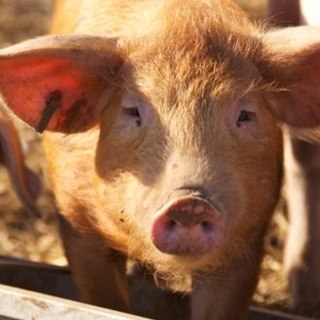 At the Mouthwatering Pork Co we love our pigs! And our pork, (& bacon.. & sausages.. & crackling..!) At our piggery pigs are free to root around all day!