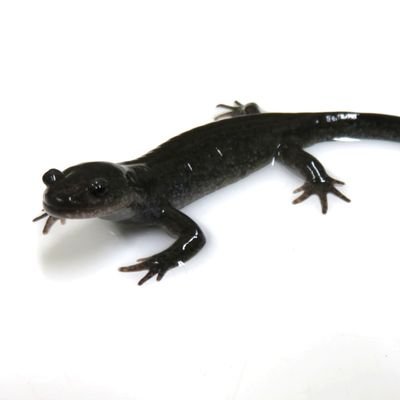 Salamander / evolutionary ecology