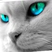 GrandmaGoo13's profile picture. grandma o