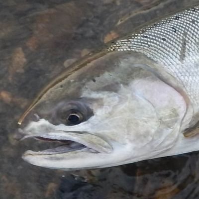 自由気ままな遊漁者。銛突き・投網・釣り等、遊漁全般やります。
専門は水産利用学だけど、食料調達や仕事の都合上、生態や資源等々かじってます。
冬はウィンタースポーツメイン。クルマ移動が多いので、クルマいじりも少々。
タイムラインに流れてきた面白いもの、応援したいものに、気軽にいいねしているだけなので、お気になさらず。