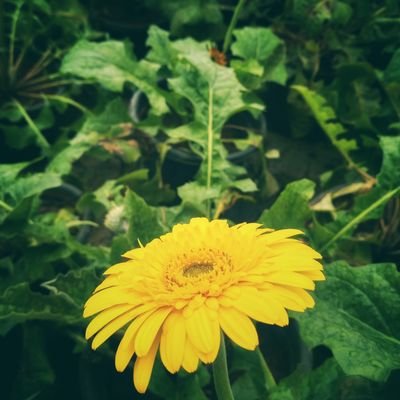 Shubham13042399's profile picture. 🙏