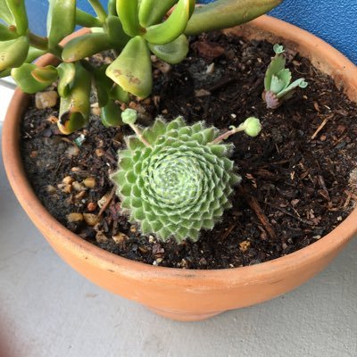 TheMamatova's profile picture. 