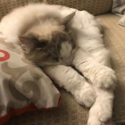 Hope_the_kind's profile picture. 27 | Loves Art | Cats ❤️