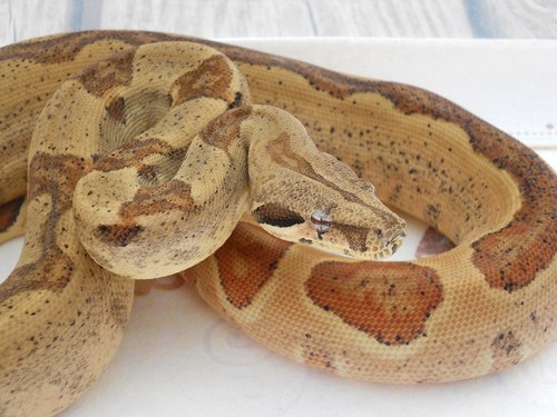Hello! 
We're TNT Exotics! We breed boas. If you see anything you like on my website just tweet me! Hope to talk to you soon!
~TNT Exotics