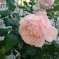 Mirtha Castillo (@mirthacasti) 's Twitter Profile