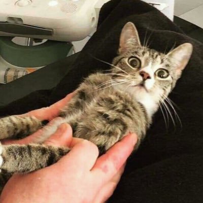 cadunott's profile picture. 