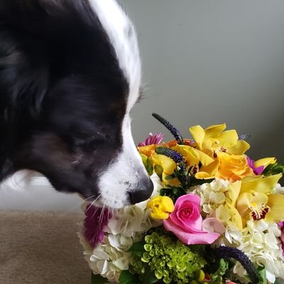 r_pomponio's profile picture. Educator