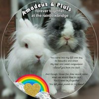 🌈Amadeüs & Pluis🌟 (@amadeus_pluis) 's Twitter Profile Photo 🌈Amadeüs & Pluis🌟 (@amadeus_pluis) 's Twitter Profile Photo