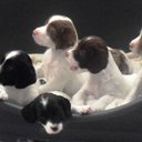 Eleanor Holmes - @elly320 - Twitter