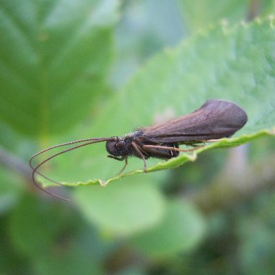 This research project, funded by @EPAResearchNews, aims to develop biological tools to measure the impact of flow on ecology in Irish rivers.