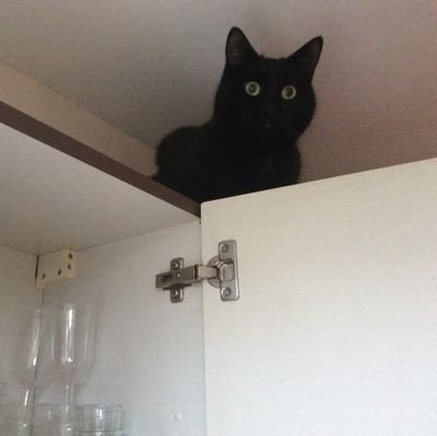 MycoolChestnut's profile picture. TERFgender
🦕 Pronouns: say/what/you/see