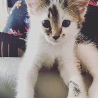 Mando kitten(@KittenMando) 's Twitter Profile Photo