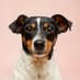 Dogbot (@dogbotdog) Twitter profile photo Dogbot (@dogbotdog) Twitter profile photo