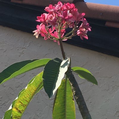 skokan01's profile picture. 