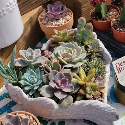 We love and sell Succulents and Cactus all over the U.S. Our online store  is coming soon!! Follow us on Instagram: Michaels_Succulents & DesertBloomRGV
•
#RGV