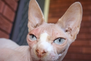 Stunning pink & white sphynx cat.  Loves cuddles, kisses and ear rubs