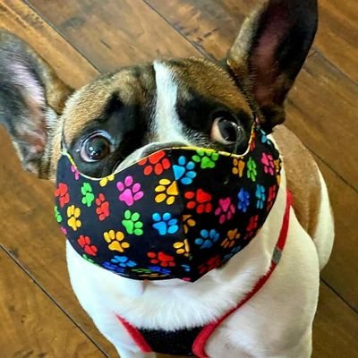 bullywrinkles's profile picture. Nonna of two lefty grand children ❤lover of all animals especially squishy faced dogs, and horses!   Nov 8th, Lets take our Country back 🇺🇸