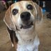 Yoda’s mom LOVES LEGO (@beaglebitch19) Twitter profile photo Yoda’s mom LOVES LEGO (@beaglebitch19) Twitter profile photo