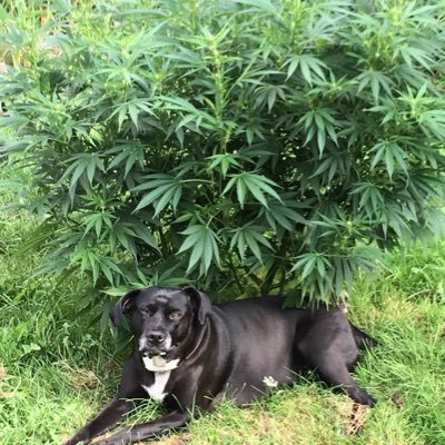 DavidChumbley5's profile picture. Where I smoke with friends but way more with strangers 👍🇨🇦🔥
