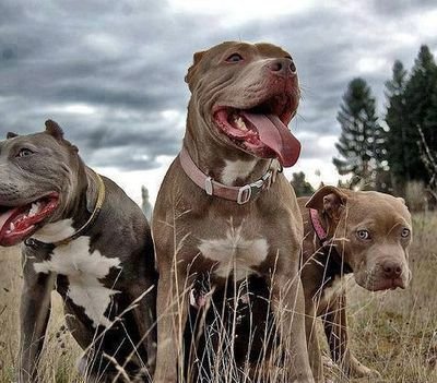 Juanitozavala10's profile picture. como soy