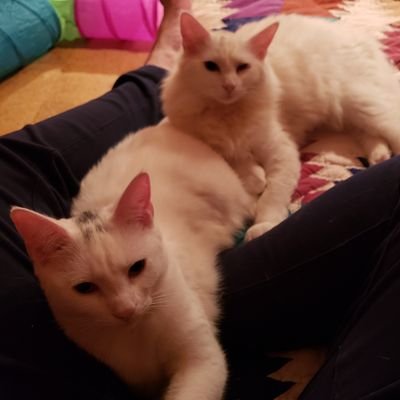 Roscoe is sleek, Lily is floof. We are snow white bonded siblings. We found our forever home 12/23/19 at 9 months old 😻 ❤️ 😻 (Gizmo is ginger & white 17y.o.)