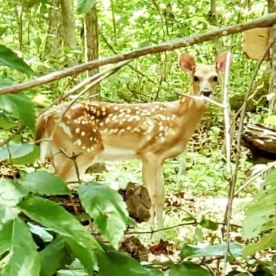 LilLakeLibrary's profile picture. Book reviews, outdoor news, arbitrary views from the littlest library at the Lake.
Latitude: 38.23800488272151
Longitude: -92.7575017232448