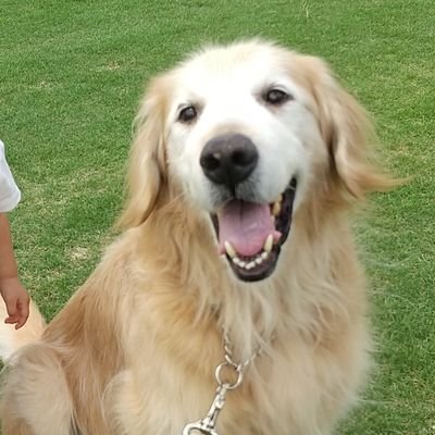 毛玉 On Twitter 昼食中に娘がみかんを喉に詰めかけたんだけど 夫が普通に対処してくれて 背部叩打法にて原因食物喀出あり チアノーゼもなく発語あり 意識明瞭 ってぴよログに追記もしてくれてた 笑 ほんと頼りになる ありがたい
