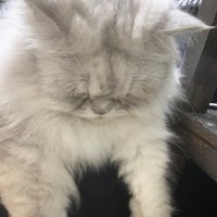 ヴェル (@fx_vell2020) 's Twitter Profile