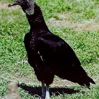 cagrobarbacoas's profile picture. 