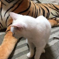 白猫ぶるうす(@shironenekokot) 's Twitter Profile Photo