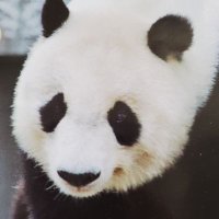 タンタン(@tantan_57panda) 's Twitter Profile Photo