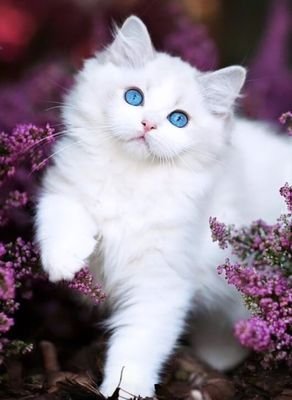 SAlktiree's profile picture. 