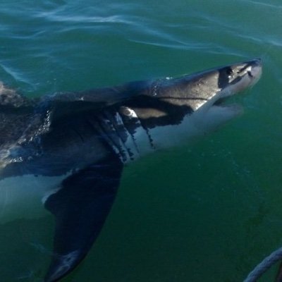 SharkSpeak Profile Picture