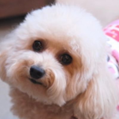 目標理一合格。苦手は共通テスト。物理化学数学IIIは全くゼロからの独学です。元六本木ヒルズ族のIT経営者。ビットコインマイニングで全財産失いました。2026年合格目指してます。名大法学部卒。写真はありし日のネネとミミ。