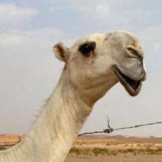 الحساب لخدمة اهل الابل وعرضها في مواقع التواصل الاجتماعي