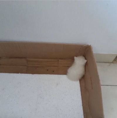 selenophiledm's profile picture. yaudalah kek gapernah sambat aja