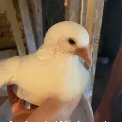 ELMUSICpichon's profile picture. soy un pichón famoso