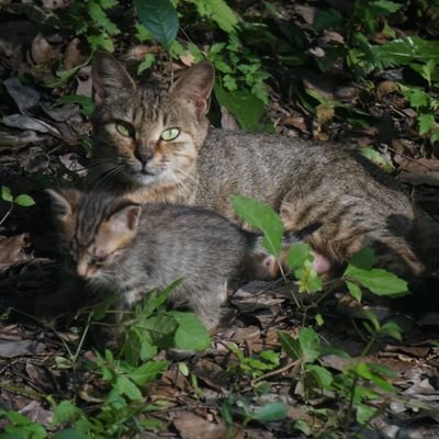 ConnerGhys's profile picture. I have a pet cat and a pet turtle. I also like coding