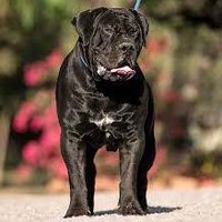 CoastalBoerboels (@coastalboerboe1) 's Twitter Profile