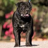 CoastalBoerboels(@CoastalBoerboe1) 's Twitter Profile Photo