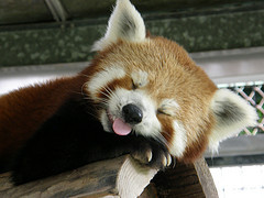 hanamin873's profile picture. bodycombat／FC東京／梶山陽平／Jleague／musical