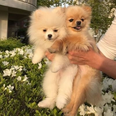 ikimonodiscord's profile picture. welcome to the ikimono twitter page ! 

here we will have :